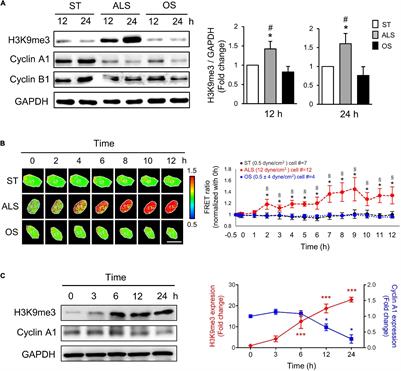 Maintenance of HDACs and H3K9me3 Prevents Arterial Flow-Induced Venous Endothelial Damage